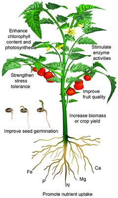 Titanium as a Beneficial Element for Crop Production